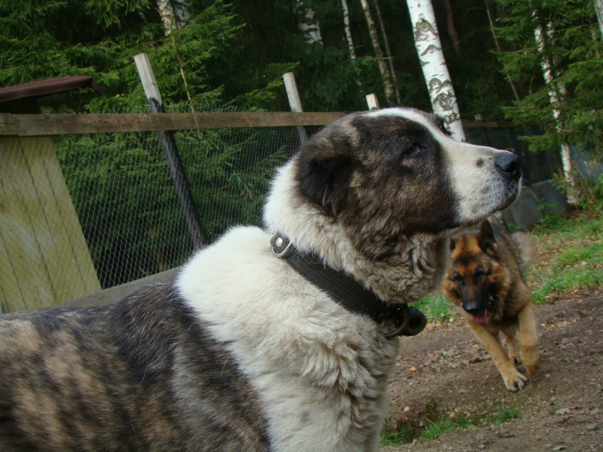 Кавказская собака алабай