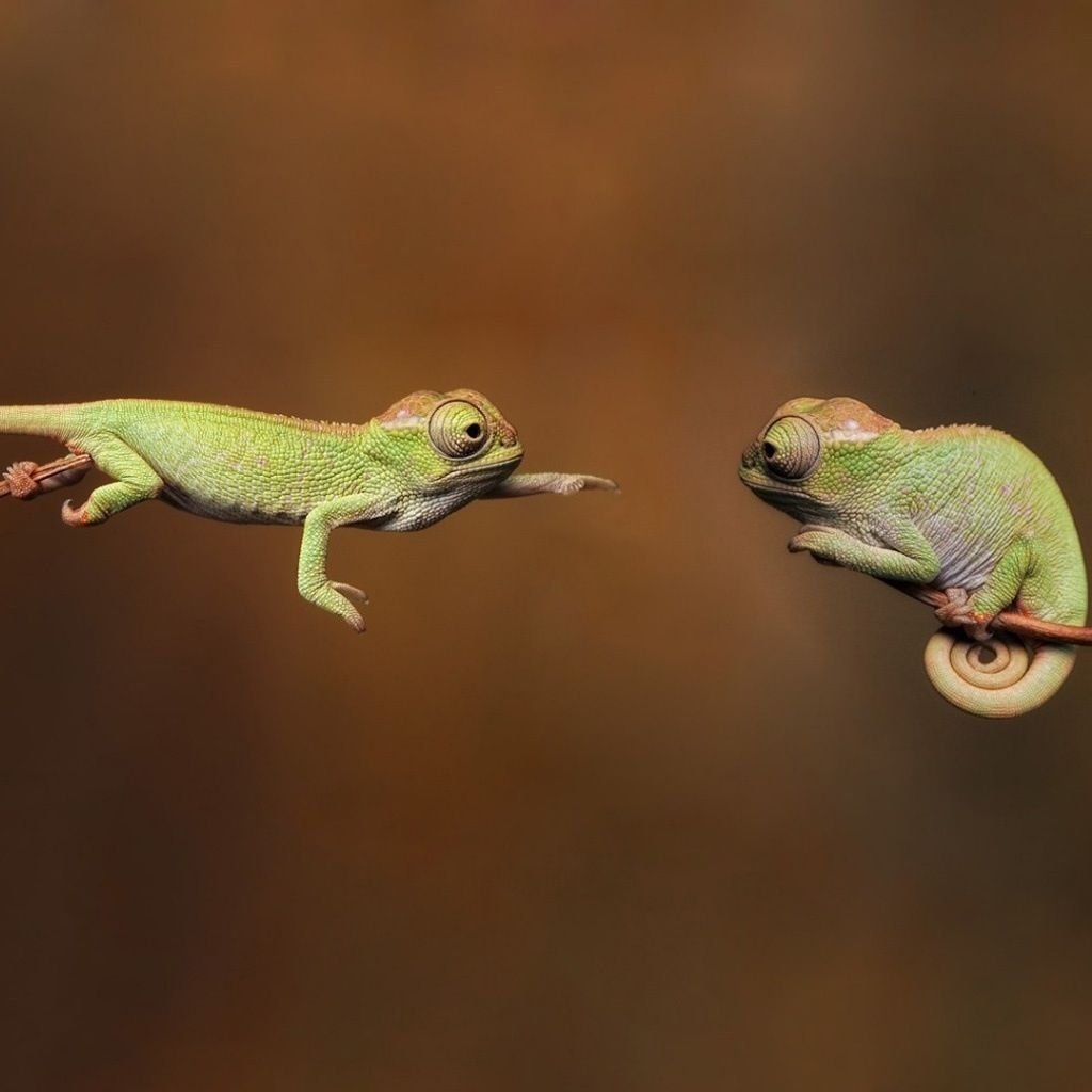 Даманский хамелеон