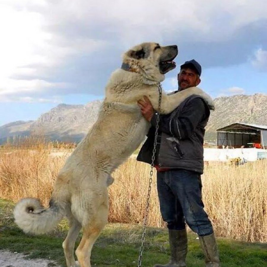 Кавказский алабай кангал