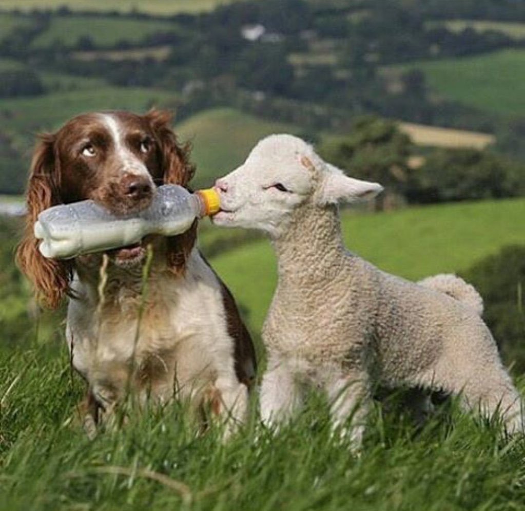 Собака пасет овец