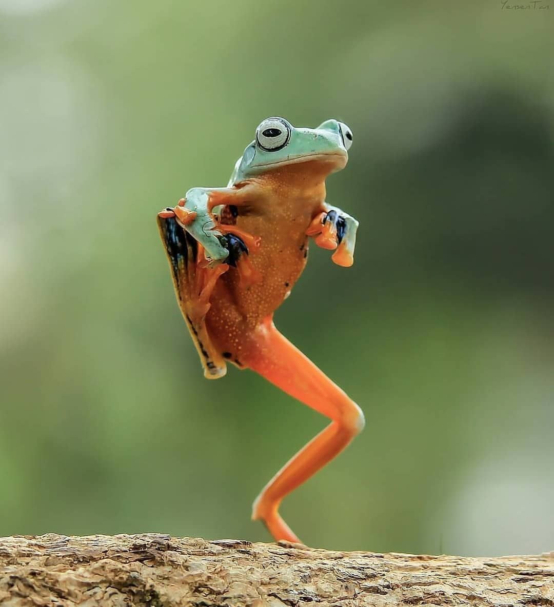 Лягушка в прыжке