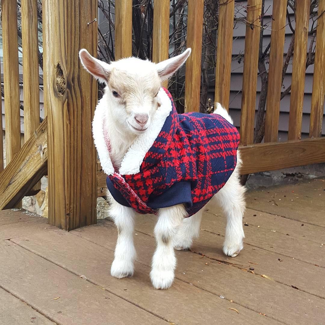 Нарядная коза