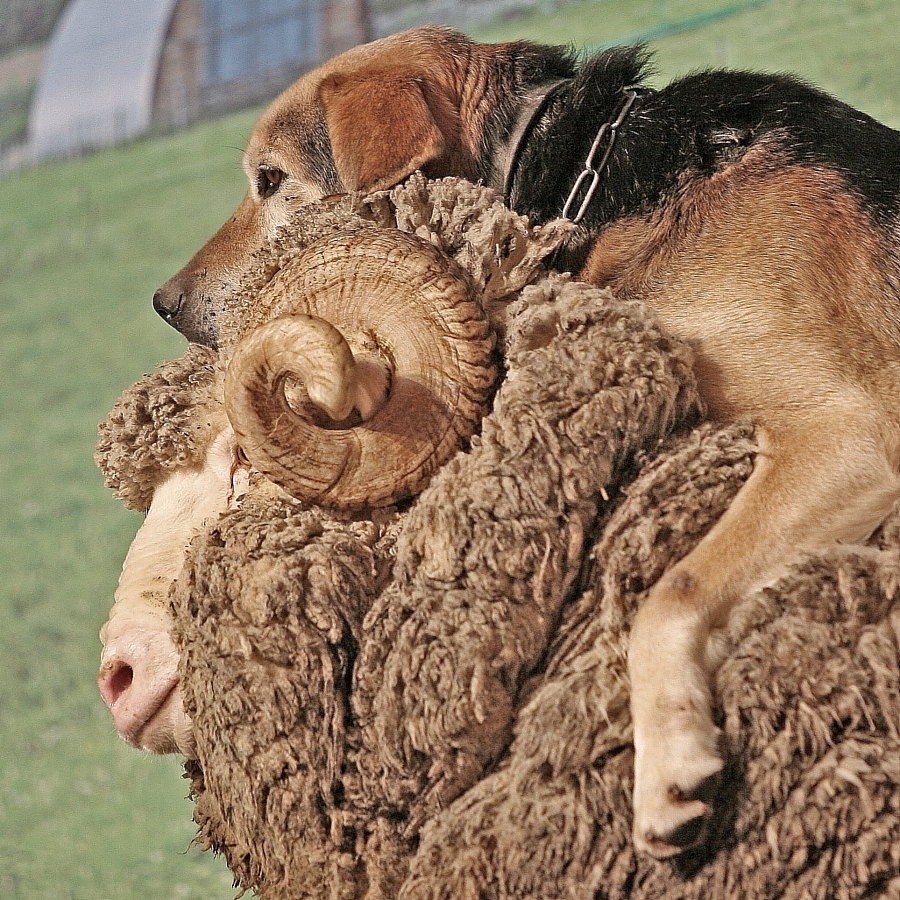 Прикольные домашние животные