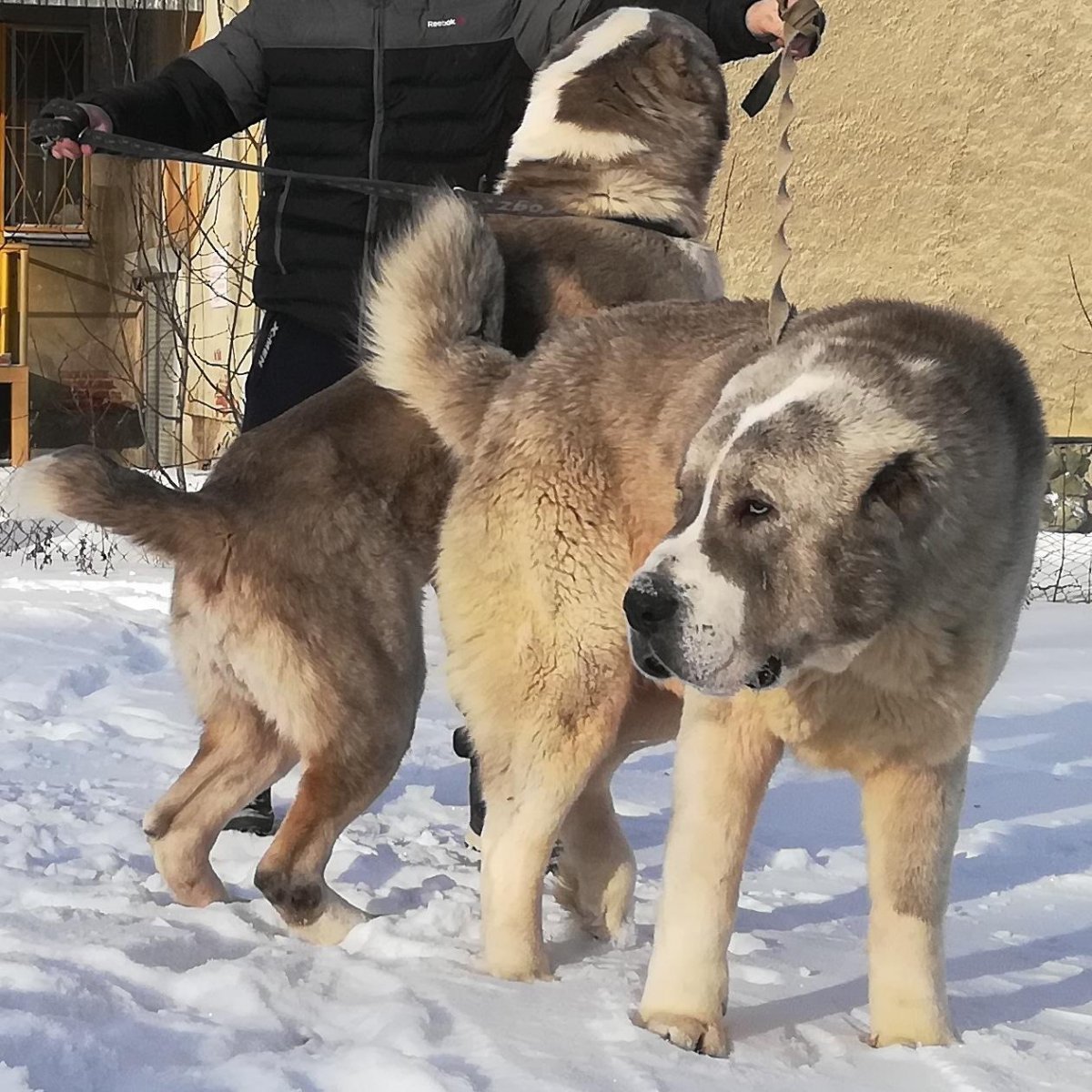 Кангал и Кавказская овчарка