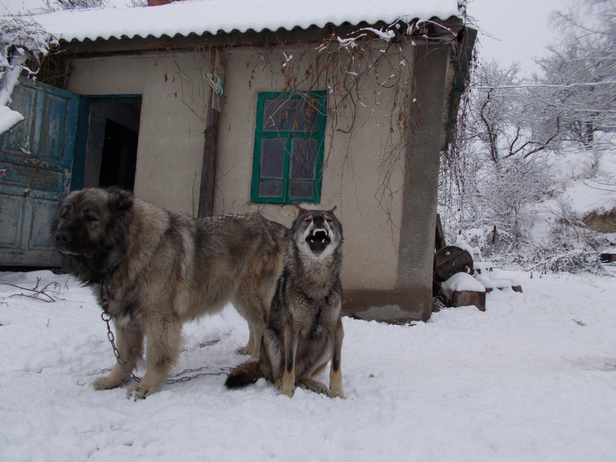 Кавказская овчарка и волкособ