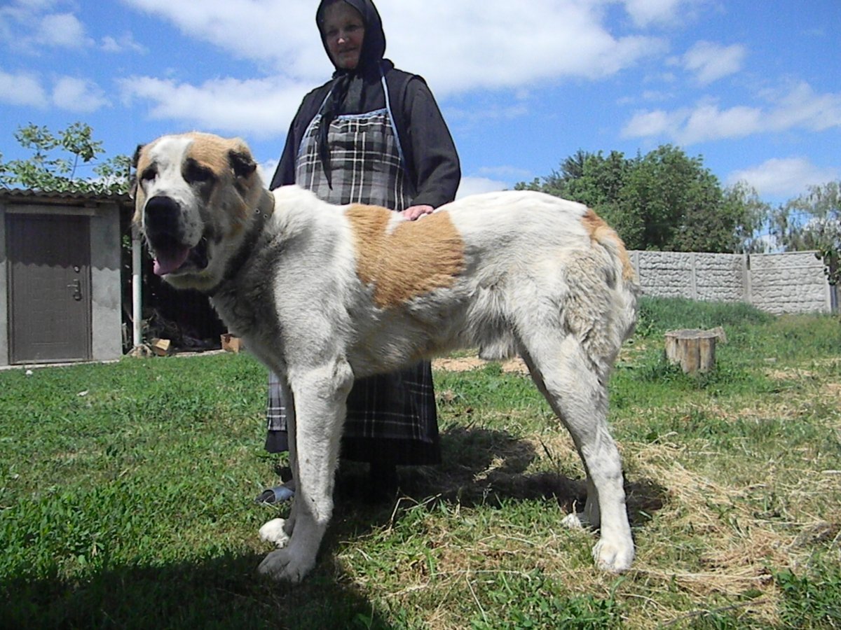 Щенки кавказской овчарки волкодав