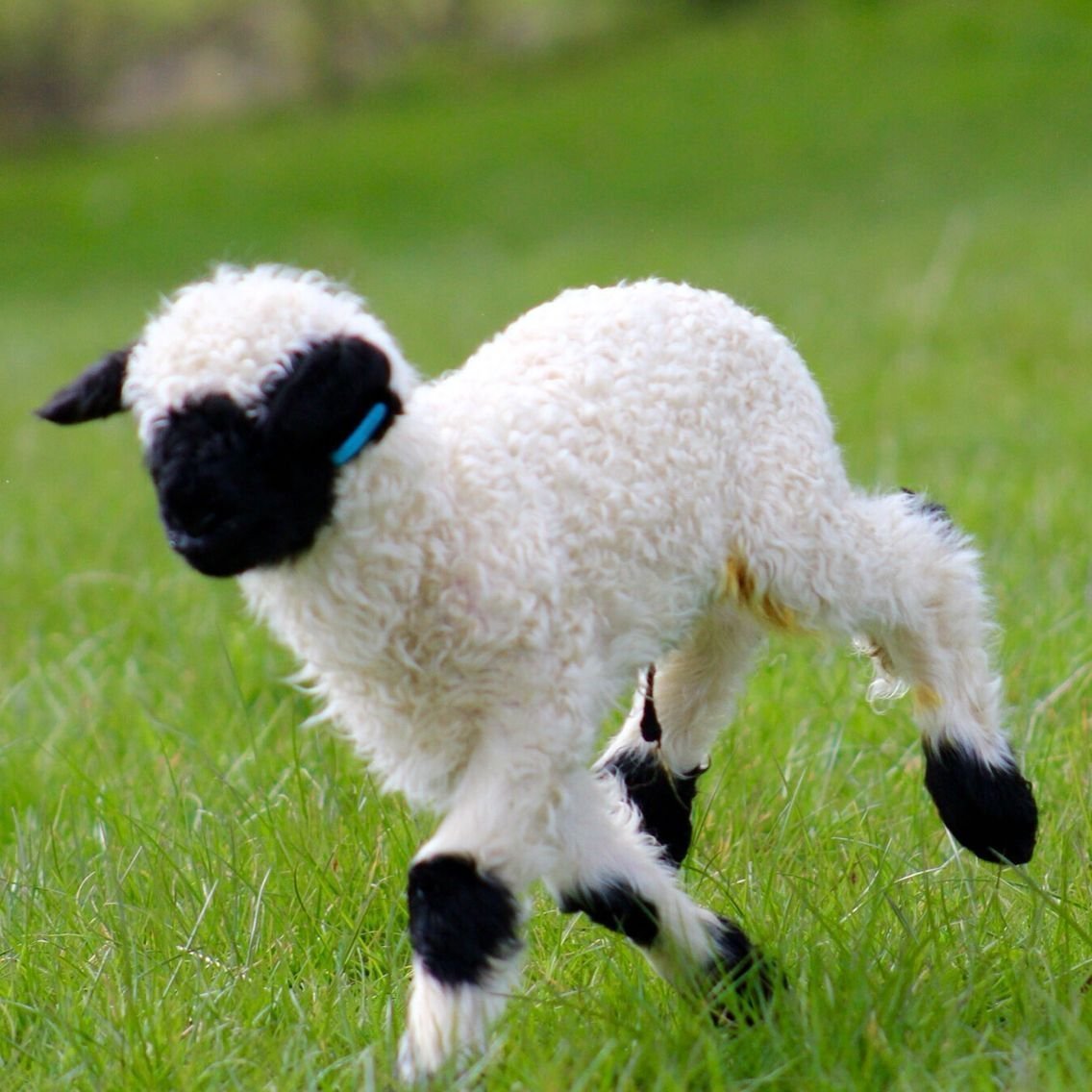 Valais Blacknose