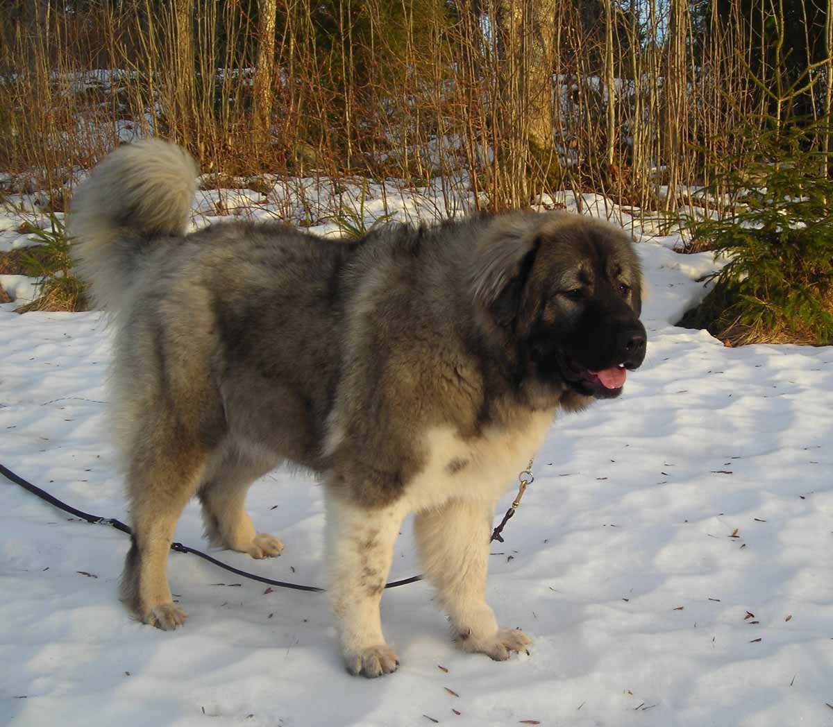 Алабай и Кавказская овчарка