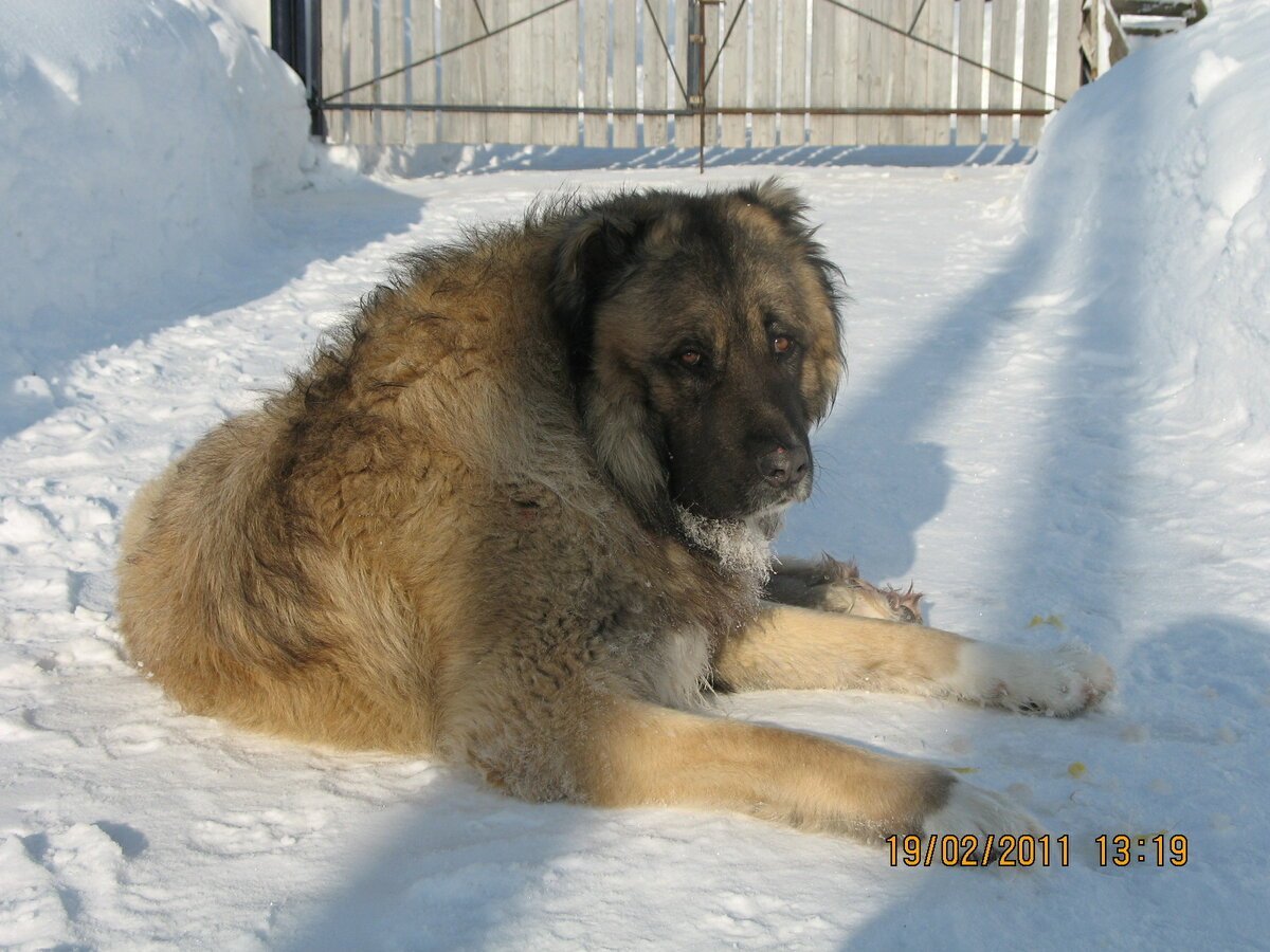 Смесь алабая и кавказской овчарки