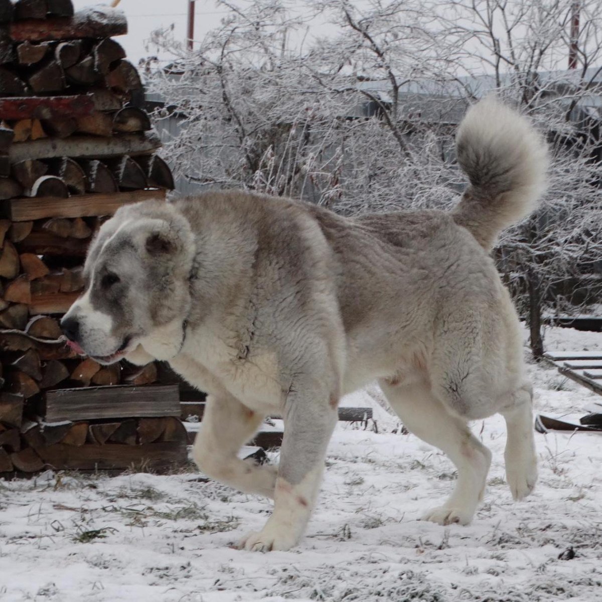Алабай кавказский сторожевой