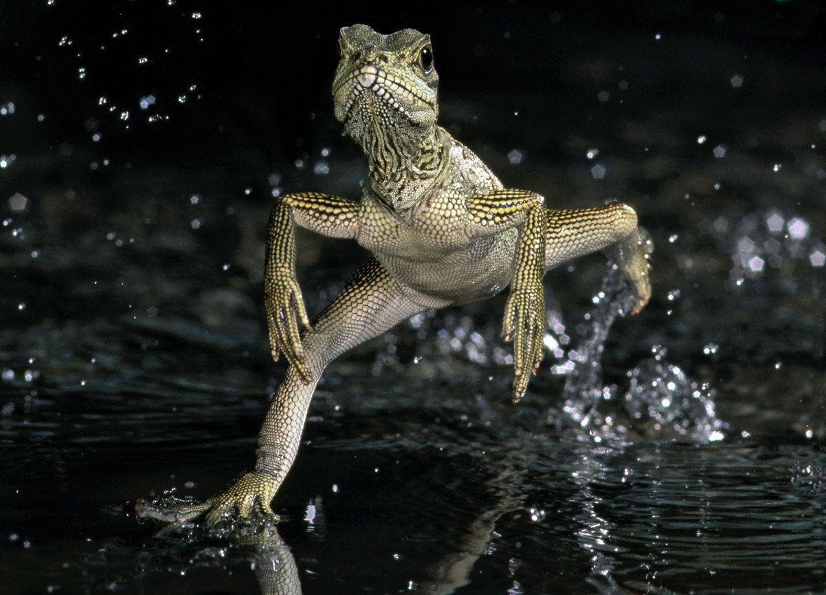 Василиск ящерица бегает по воде