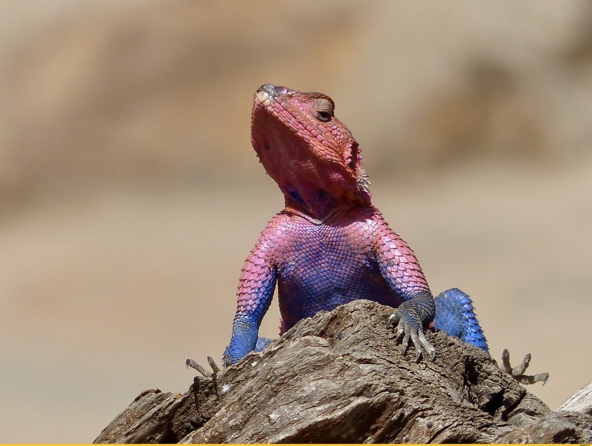 Ящер смешной