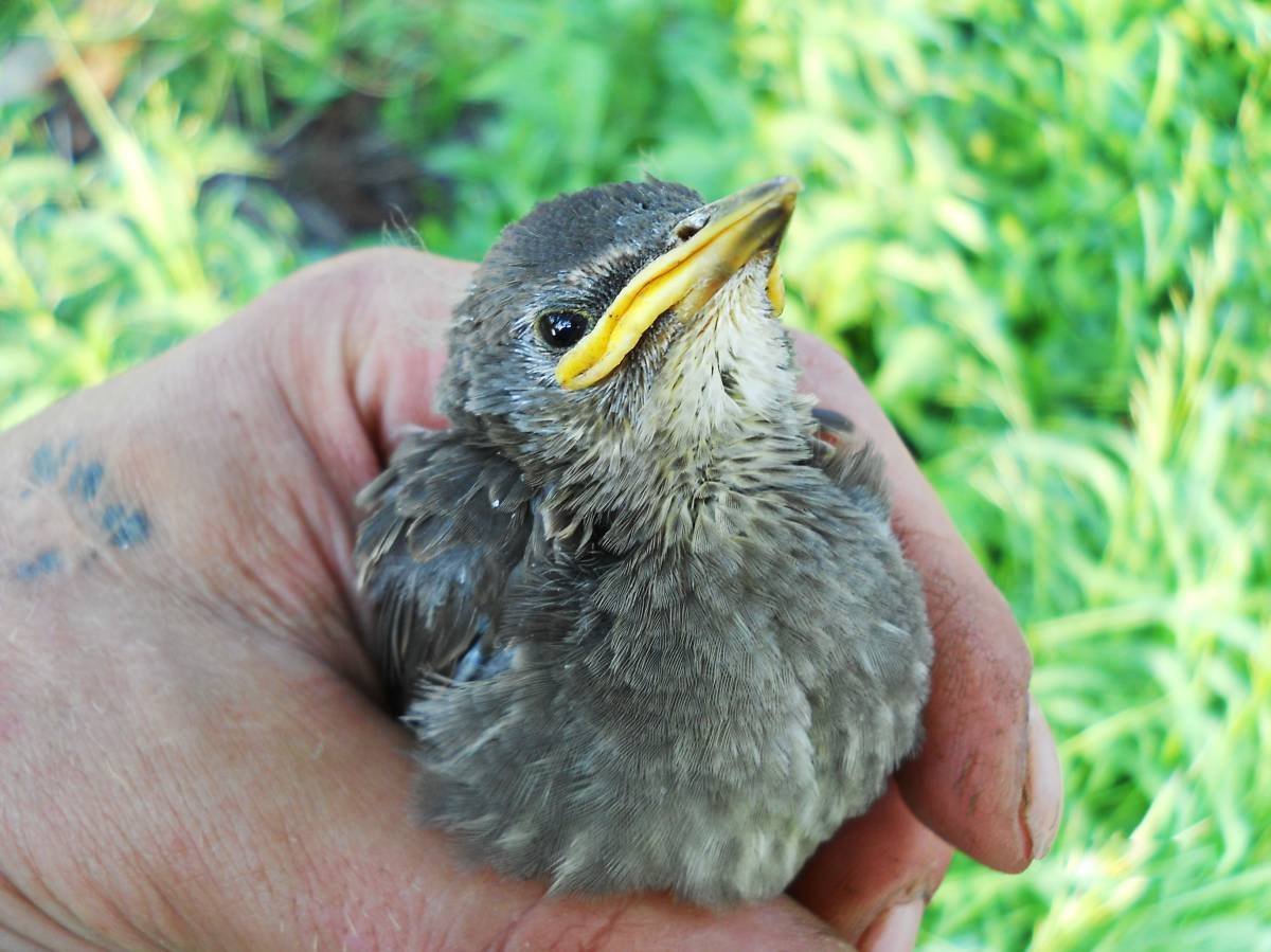 Птенец скворца желторотик