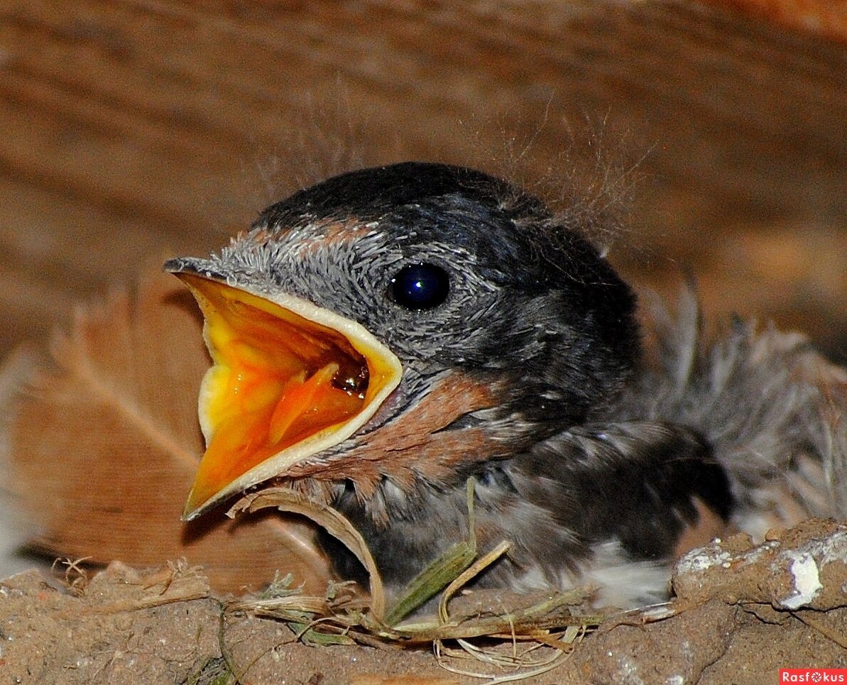 Птенец желторотик Ласточка
