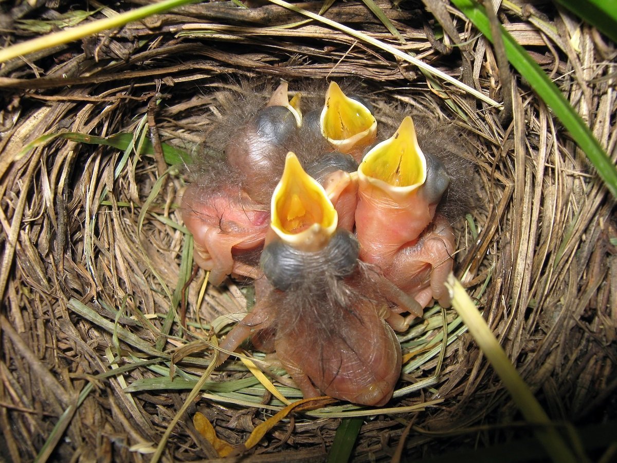 Дрозд желторотик