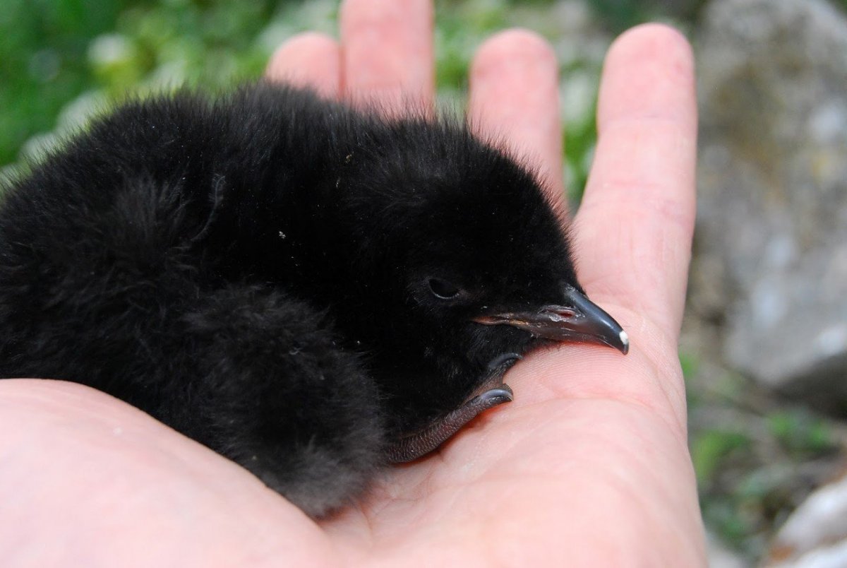 Вороний слеток