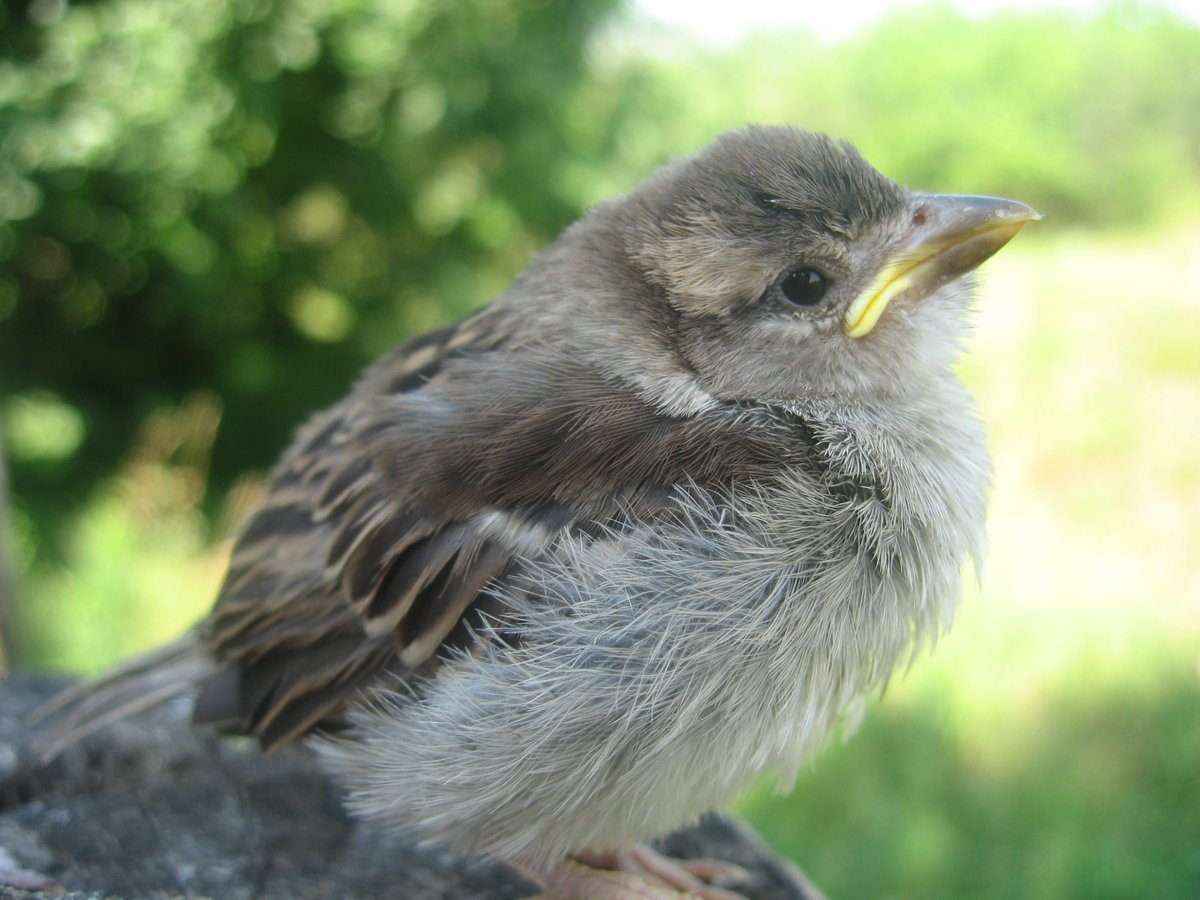 Соловей птенец слеток