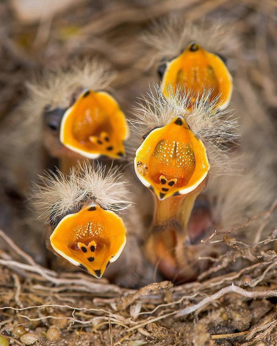 Желторотик птица