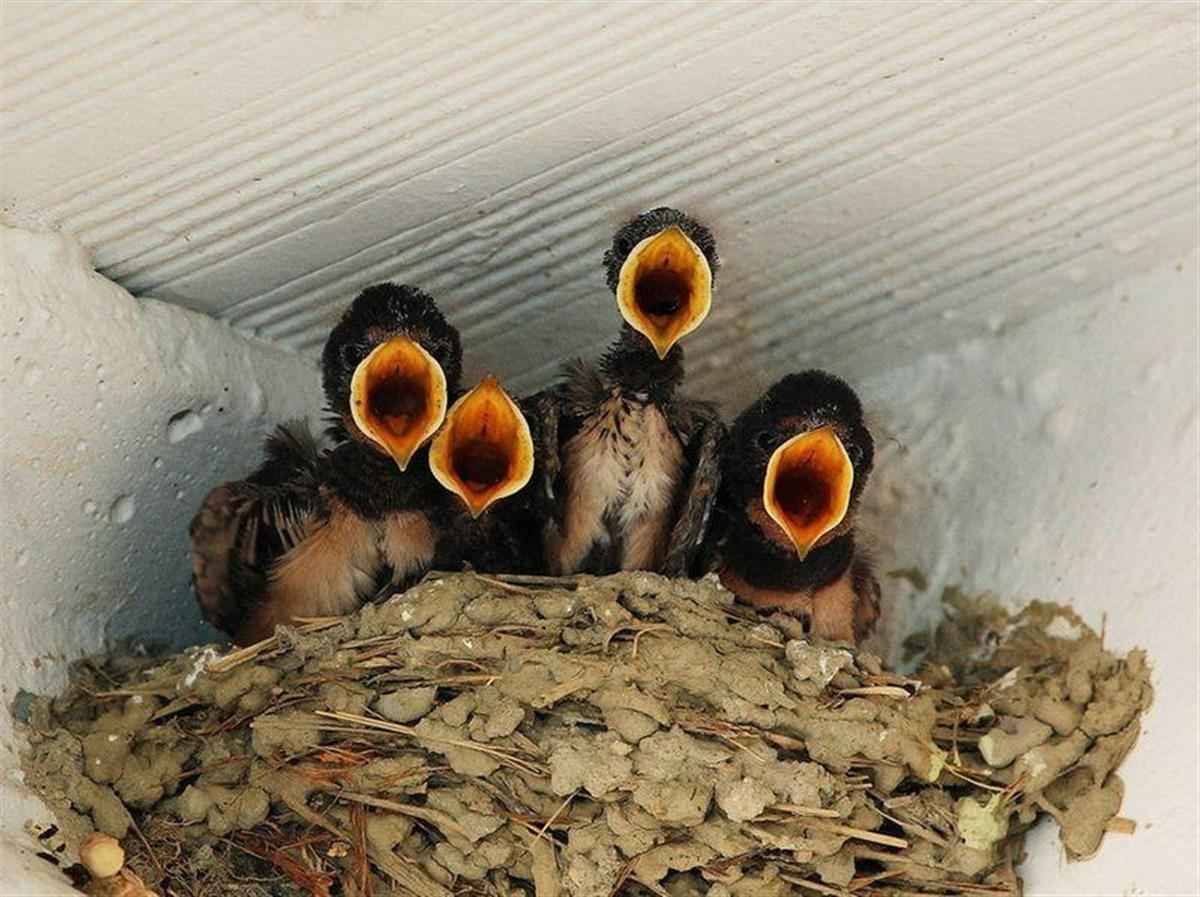 Птенцы просят есть