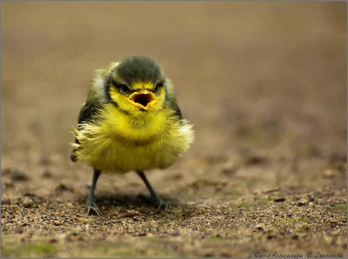 Птенец желторотик