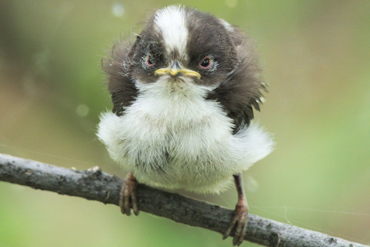 Цыпленок желторотик