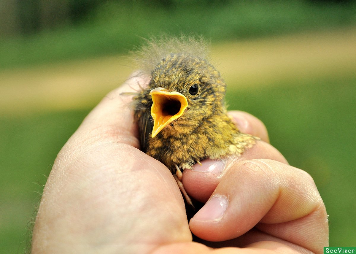 Птенцы Дроздов желторотики