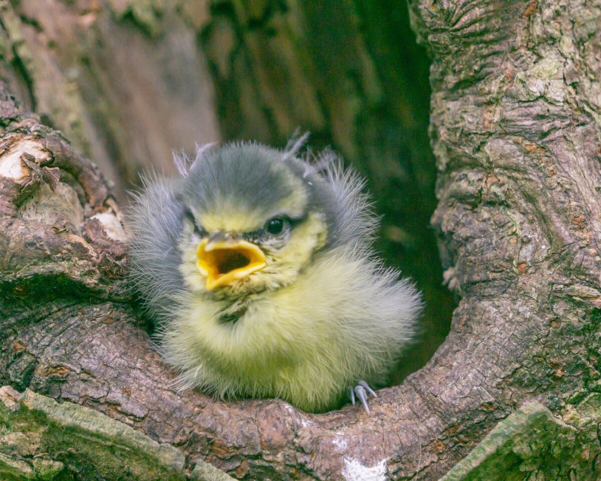 Птенец слеток