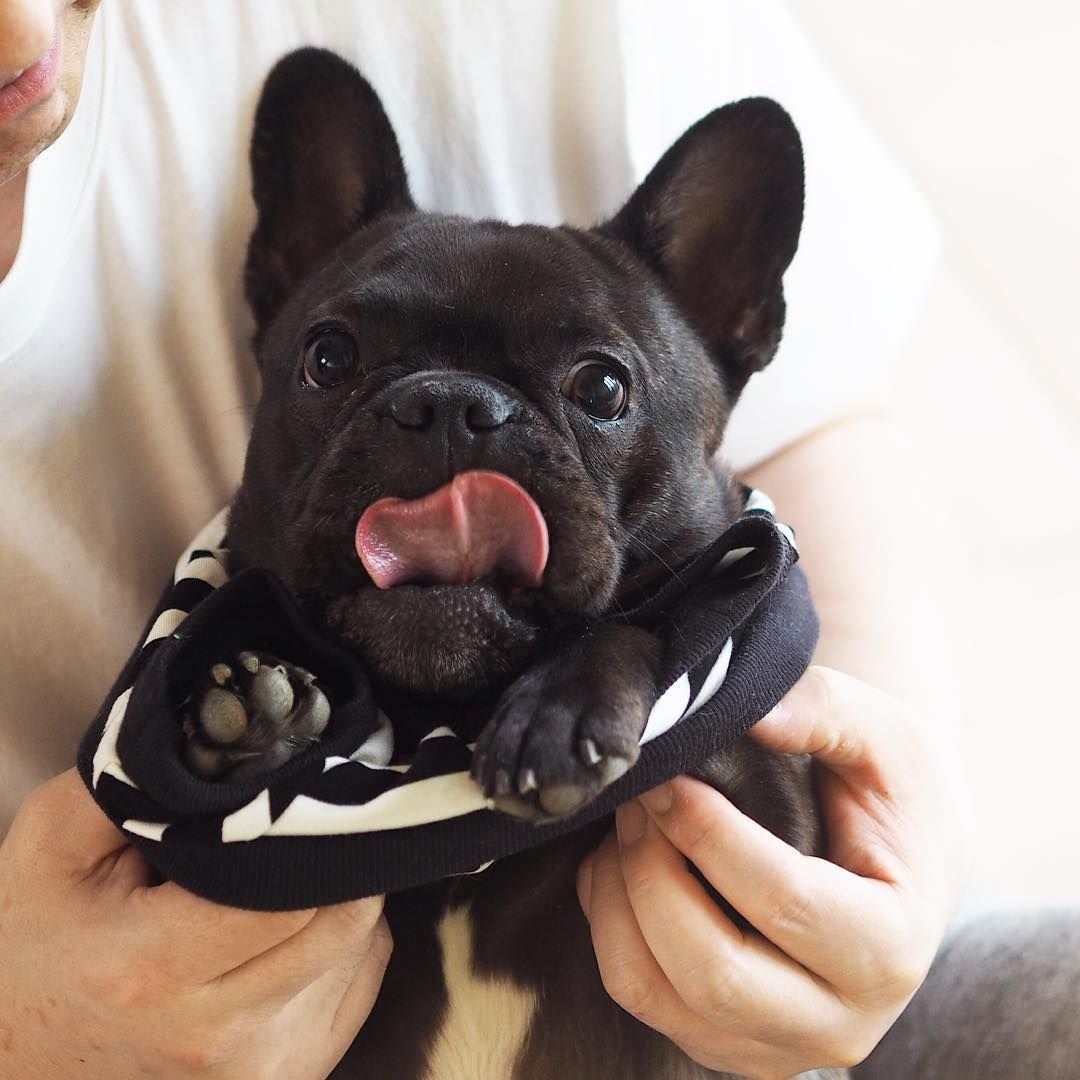 Фотосессия с французским бульдогом