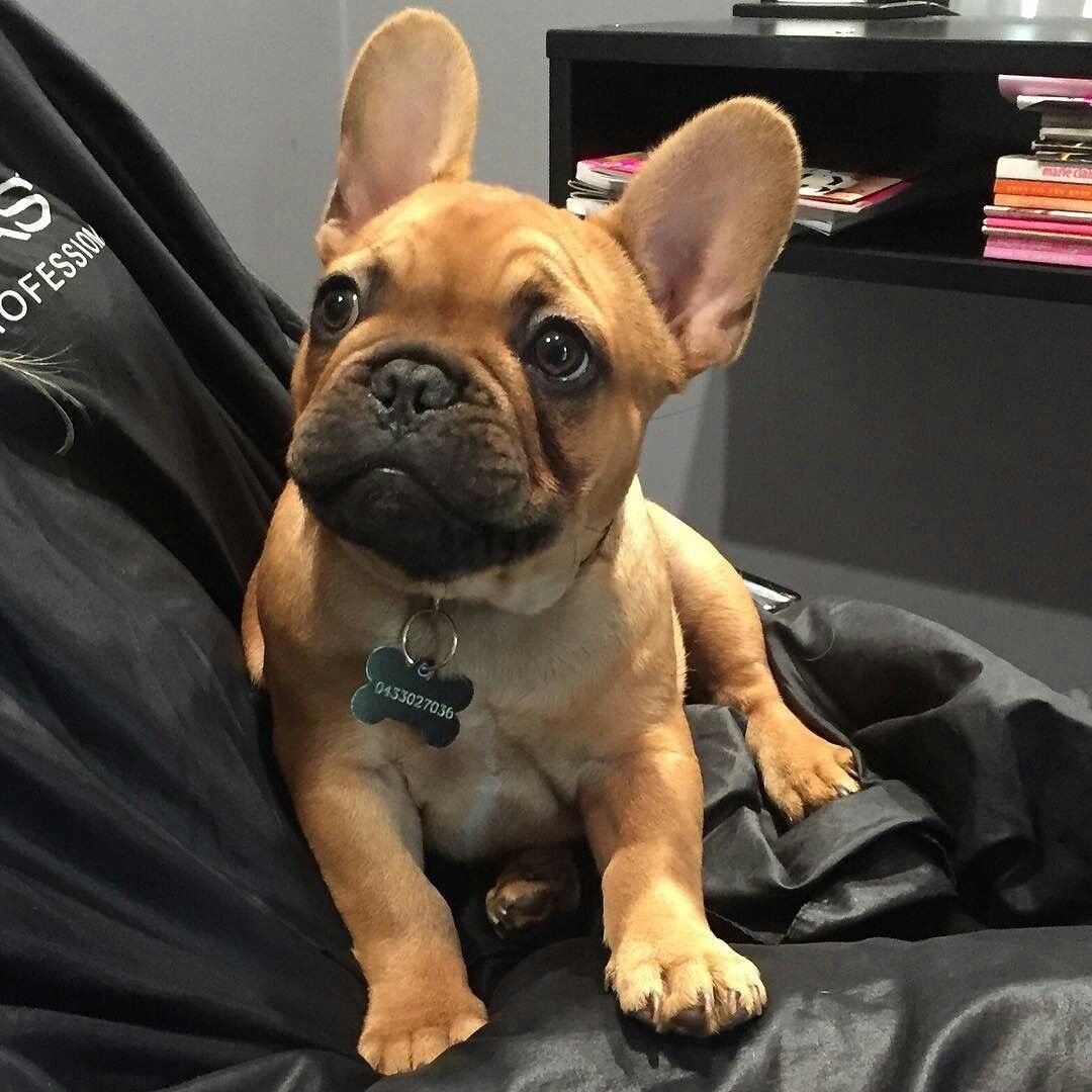 Французский бульдог 2020