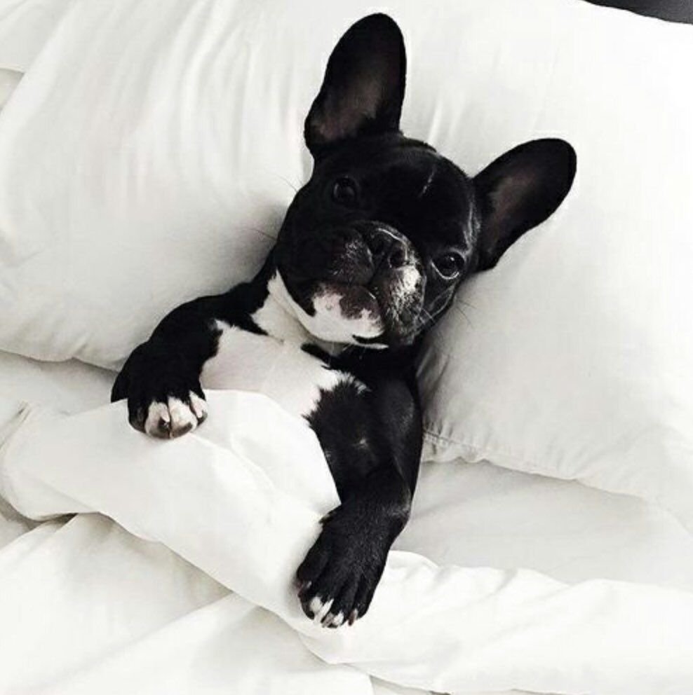 Конъюнктивит у французского бульдога