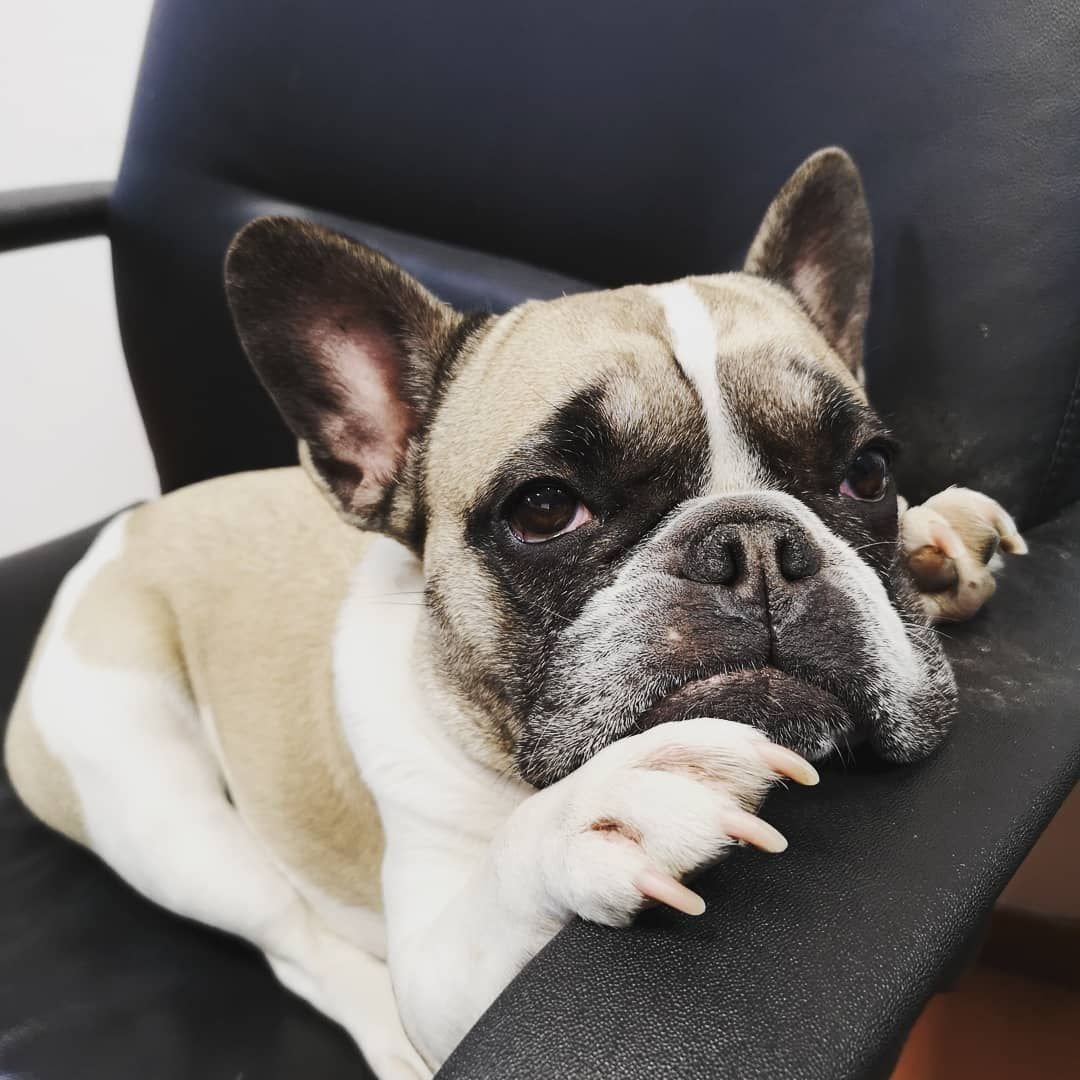 Французский бульдог с косточкой в зубах