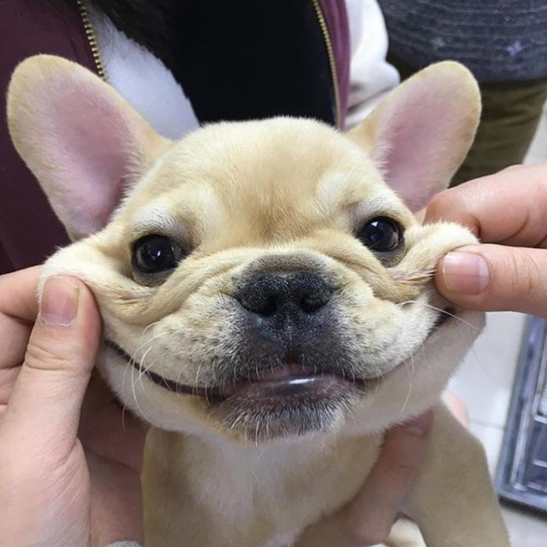 Бульдог французский белый в черный горох