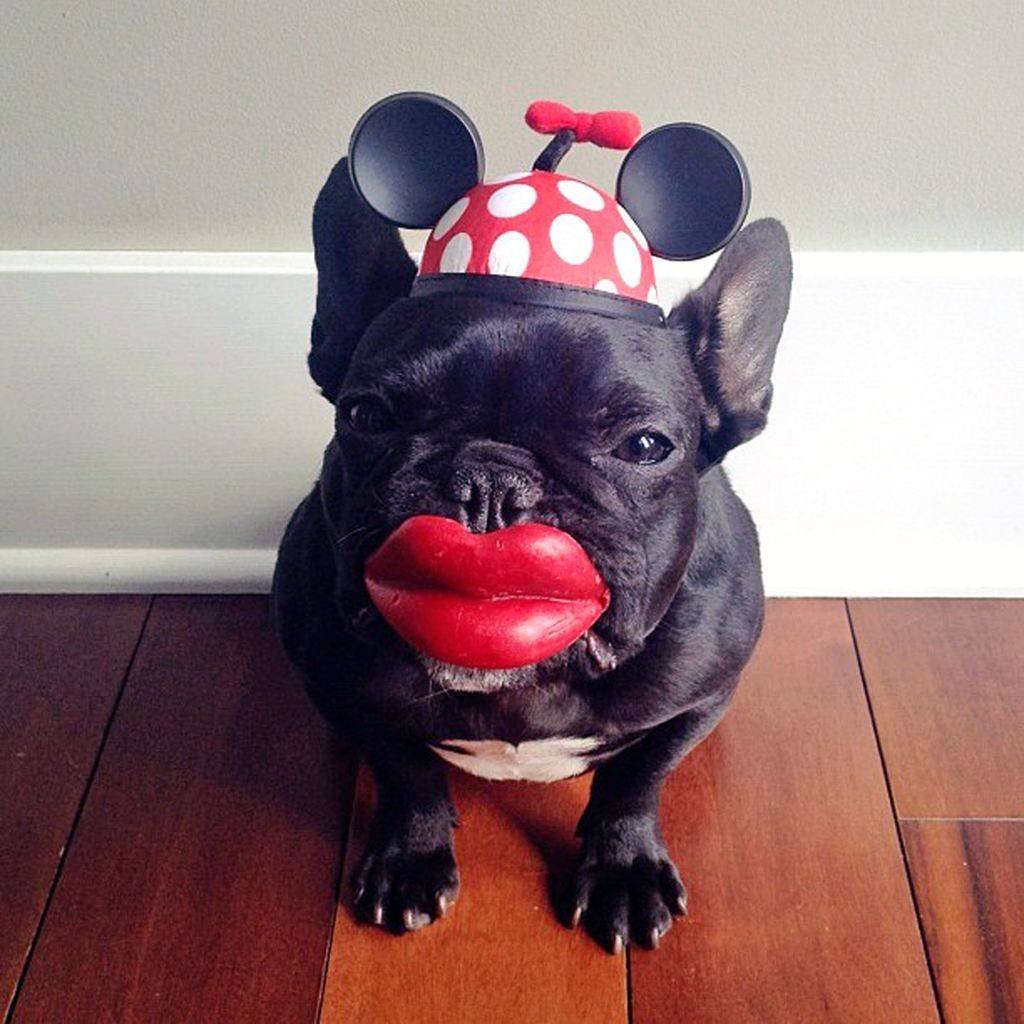 Слюнявый французский бульдог