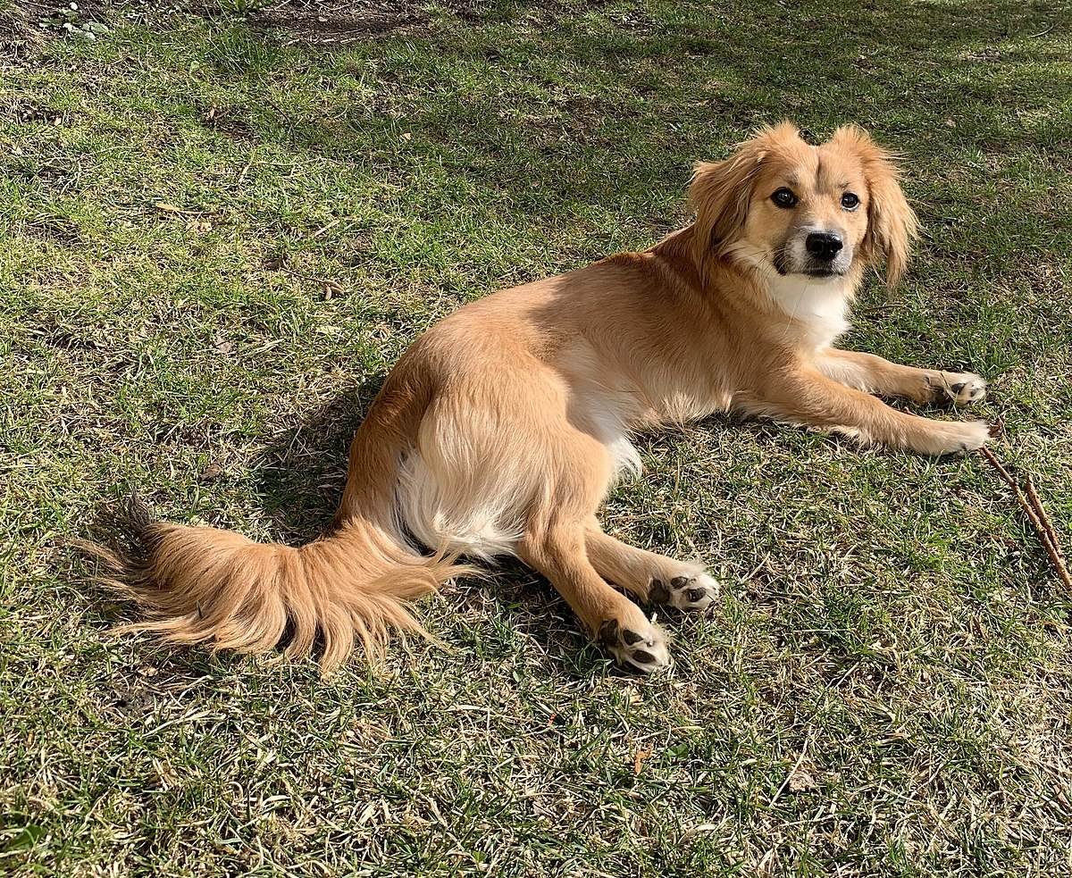 Алопекис длинношерстный