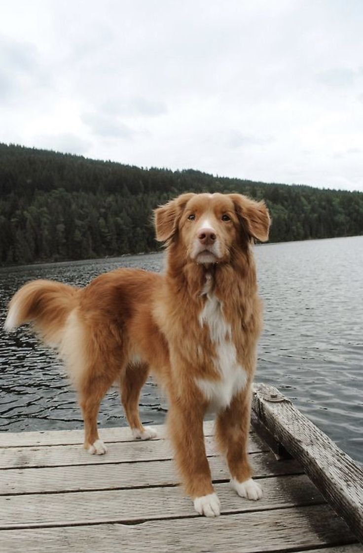 Стая немецких овчарок