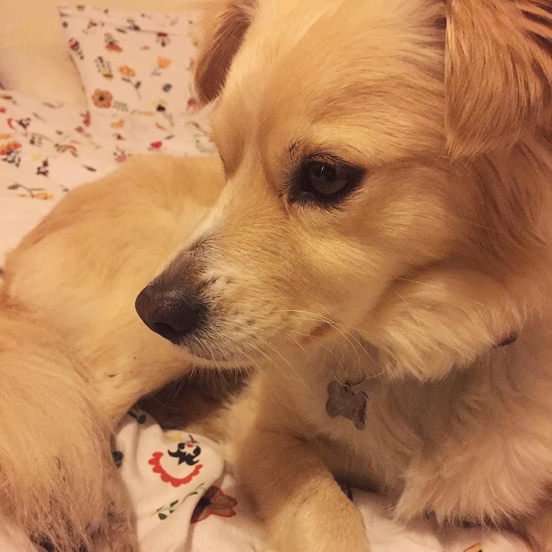 Порода собак коконе картинки