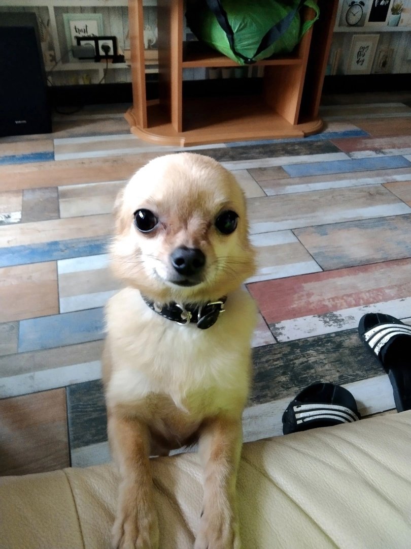 Белая швейцарская овчарка щенки