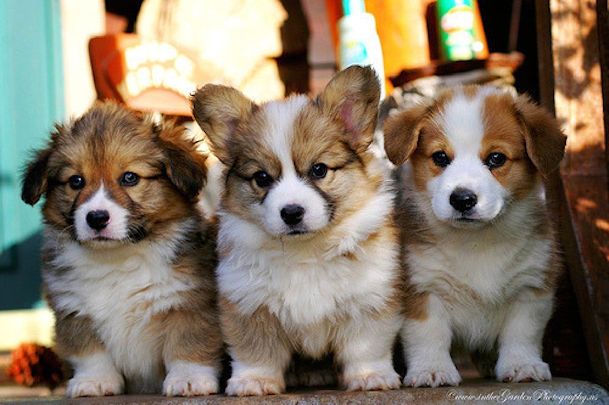 Чихуахуа шерсть вельш корги