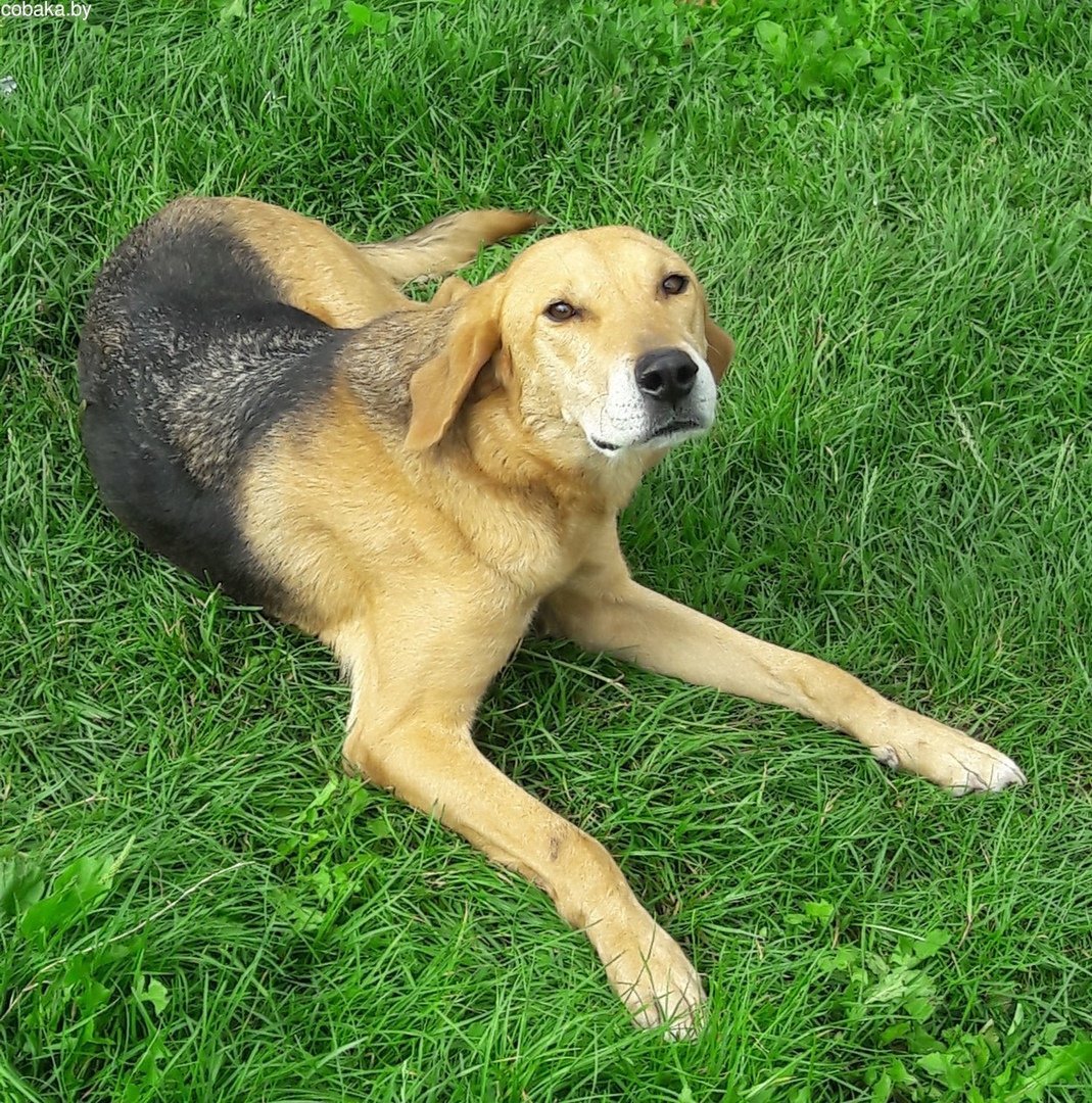 Щенки обнимаются