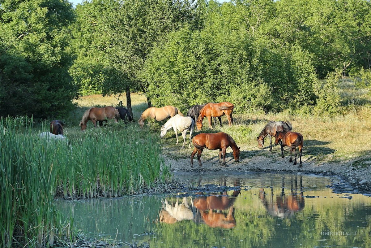 Кони табун водопой