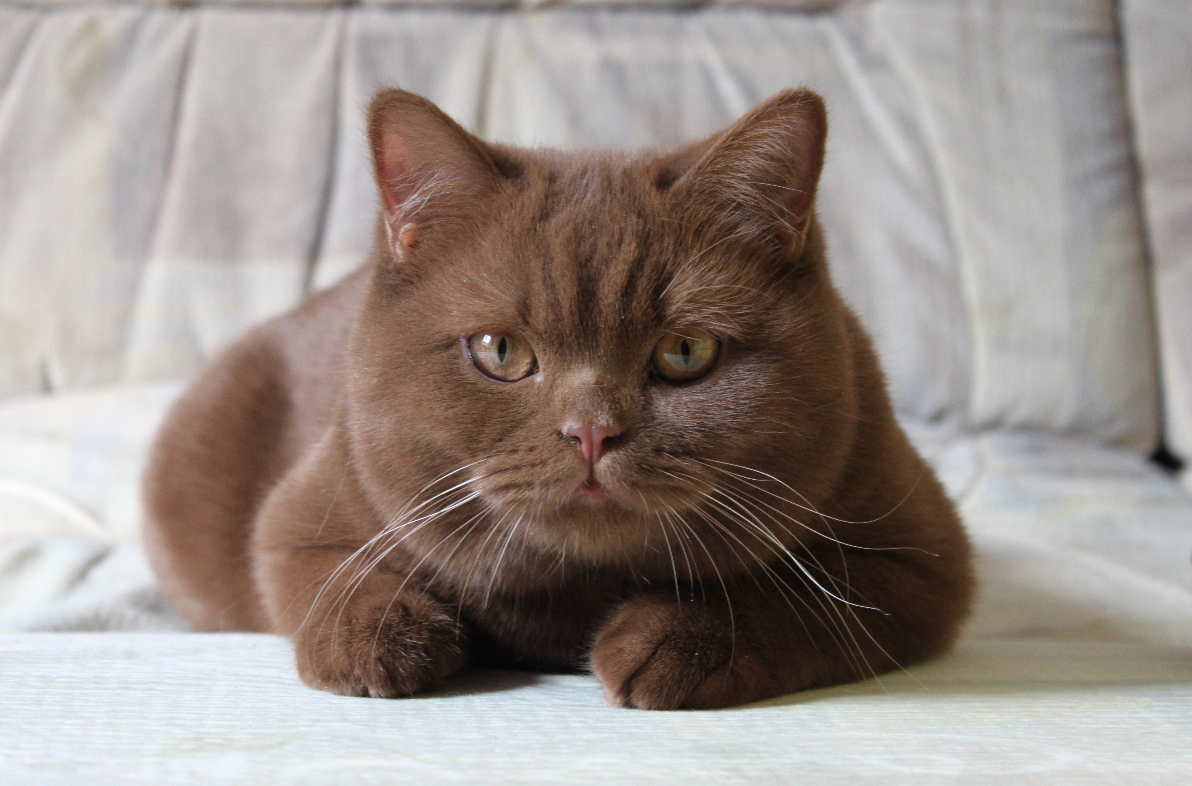 Кошка коричневая короткошерстная