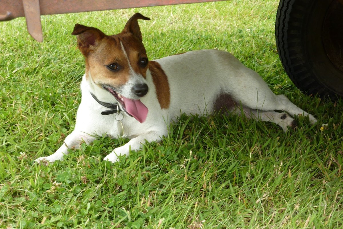 Метисы Джек Рассел терьера