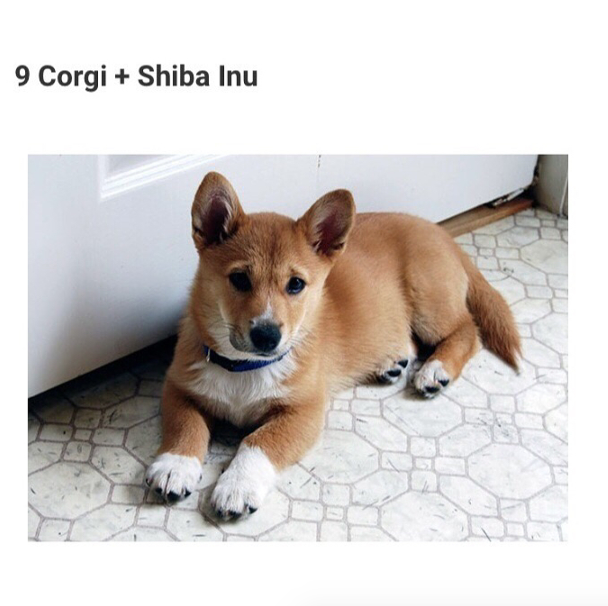 Помесь Джек Рассела и таксы