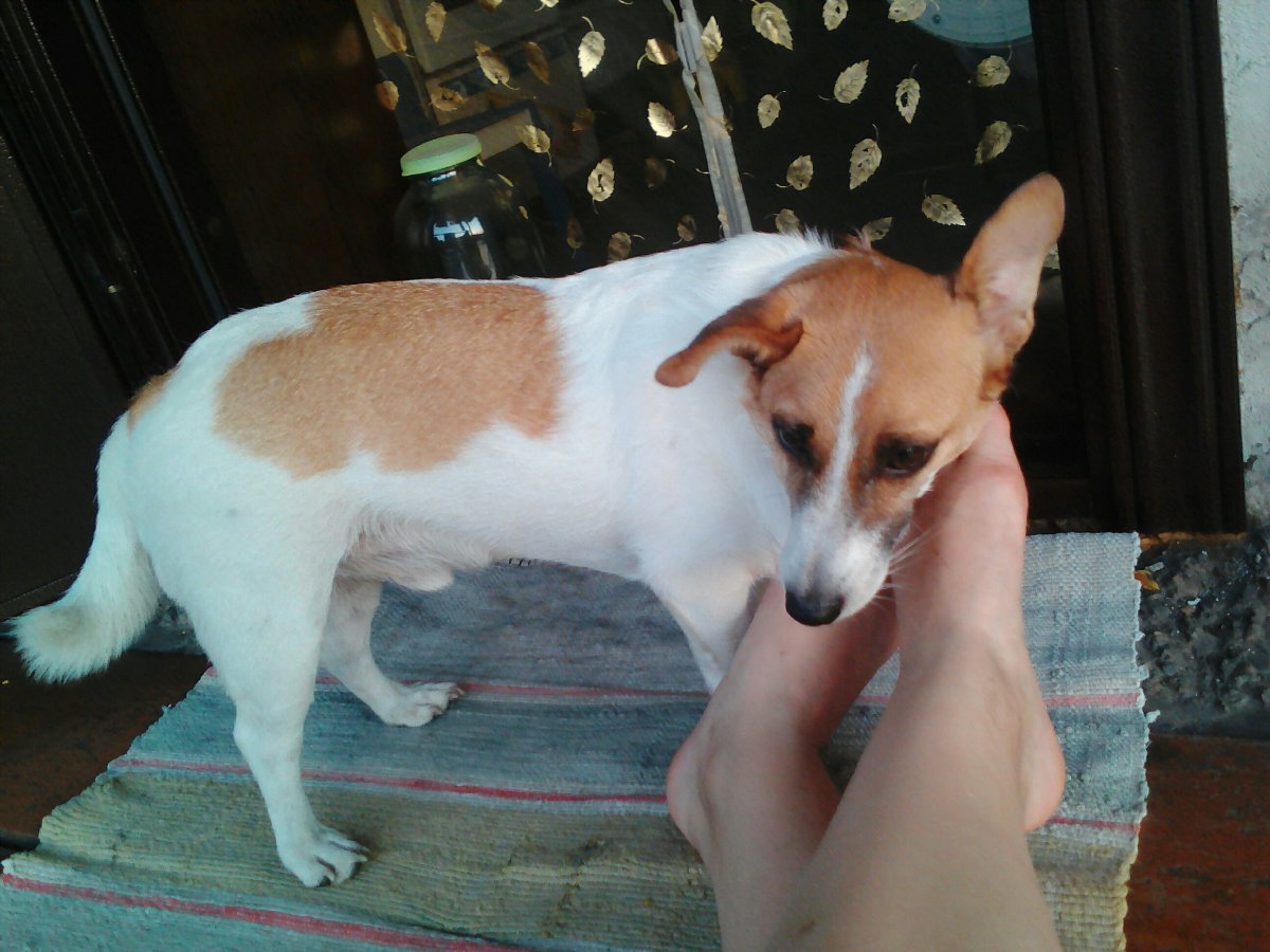 Смесь корги и Джек Рассела