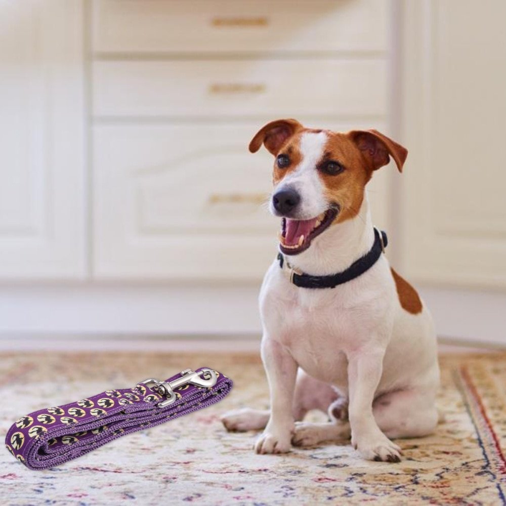 Метис корги и чихуахуа