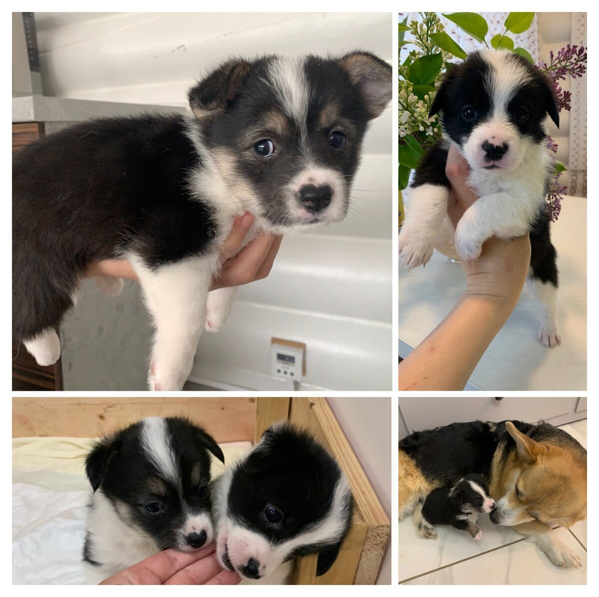 Бигль и корги метис