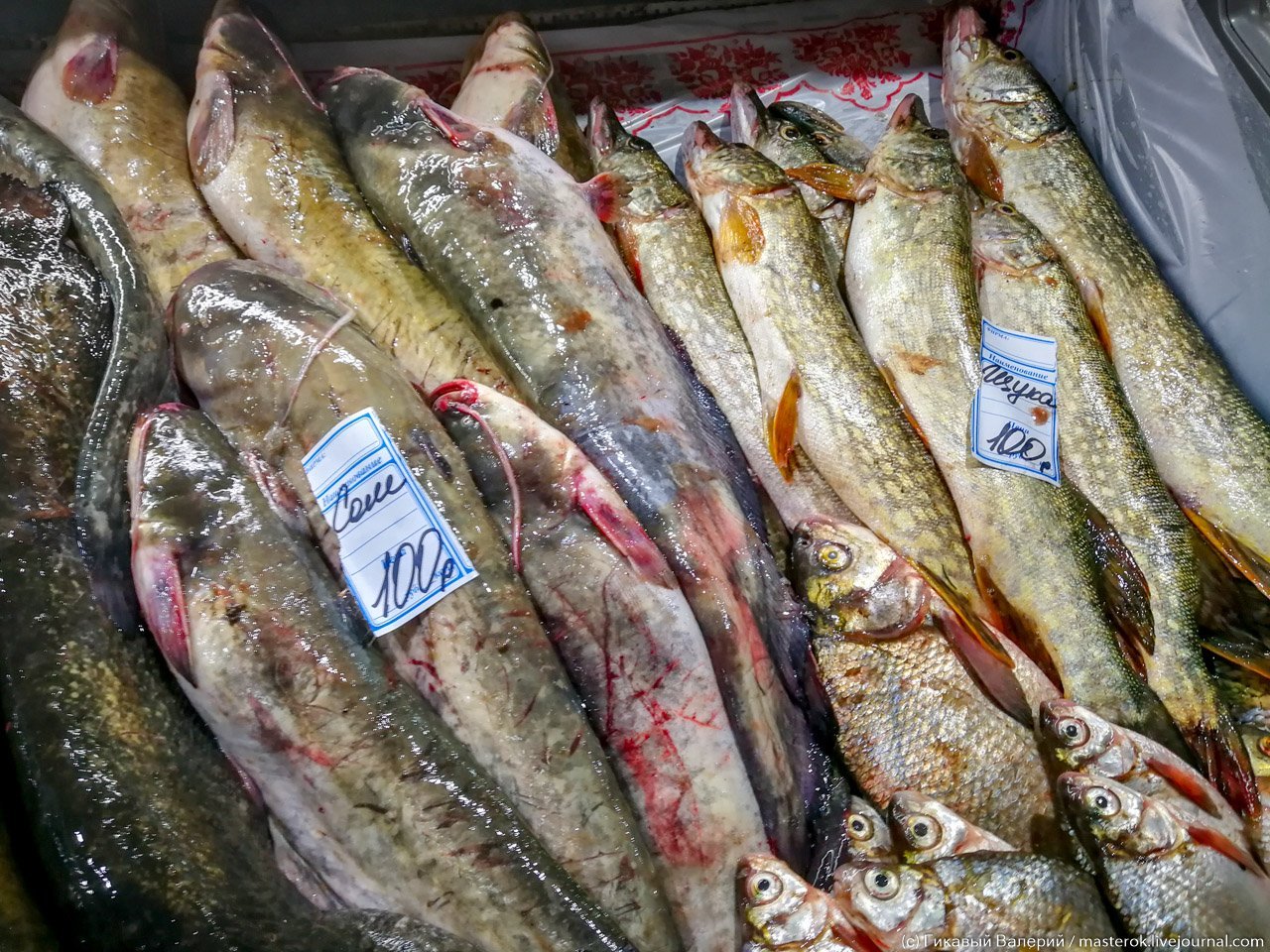 Купить свежую речную. Сом Астрахань рыбный рынок. Судак рыба 1 кг. Рыба на Рыбном рынке. Рыба на рынке.