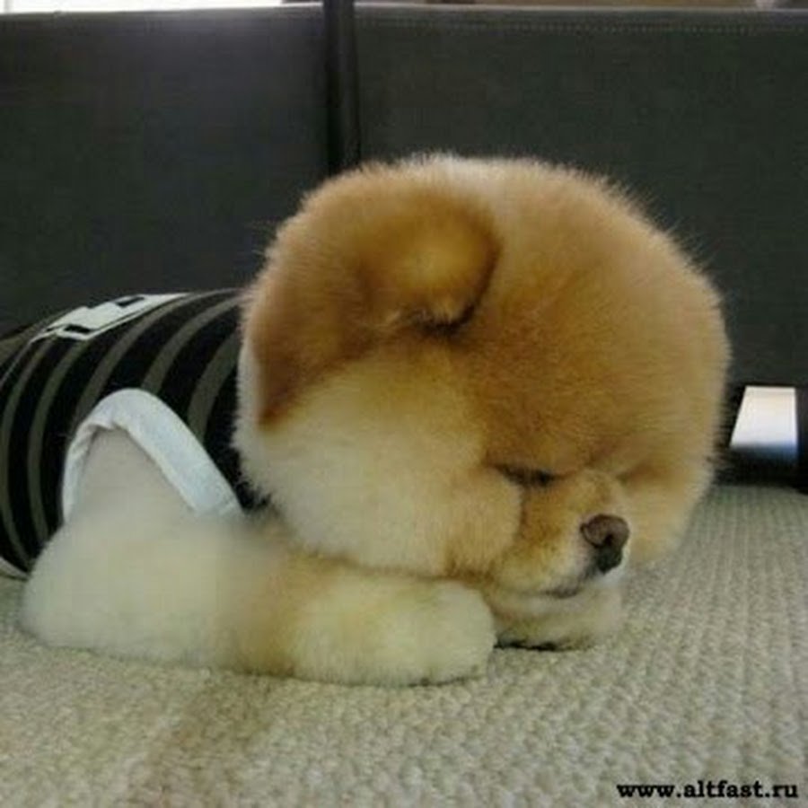 Шпиц Boo близняшки