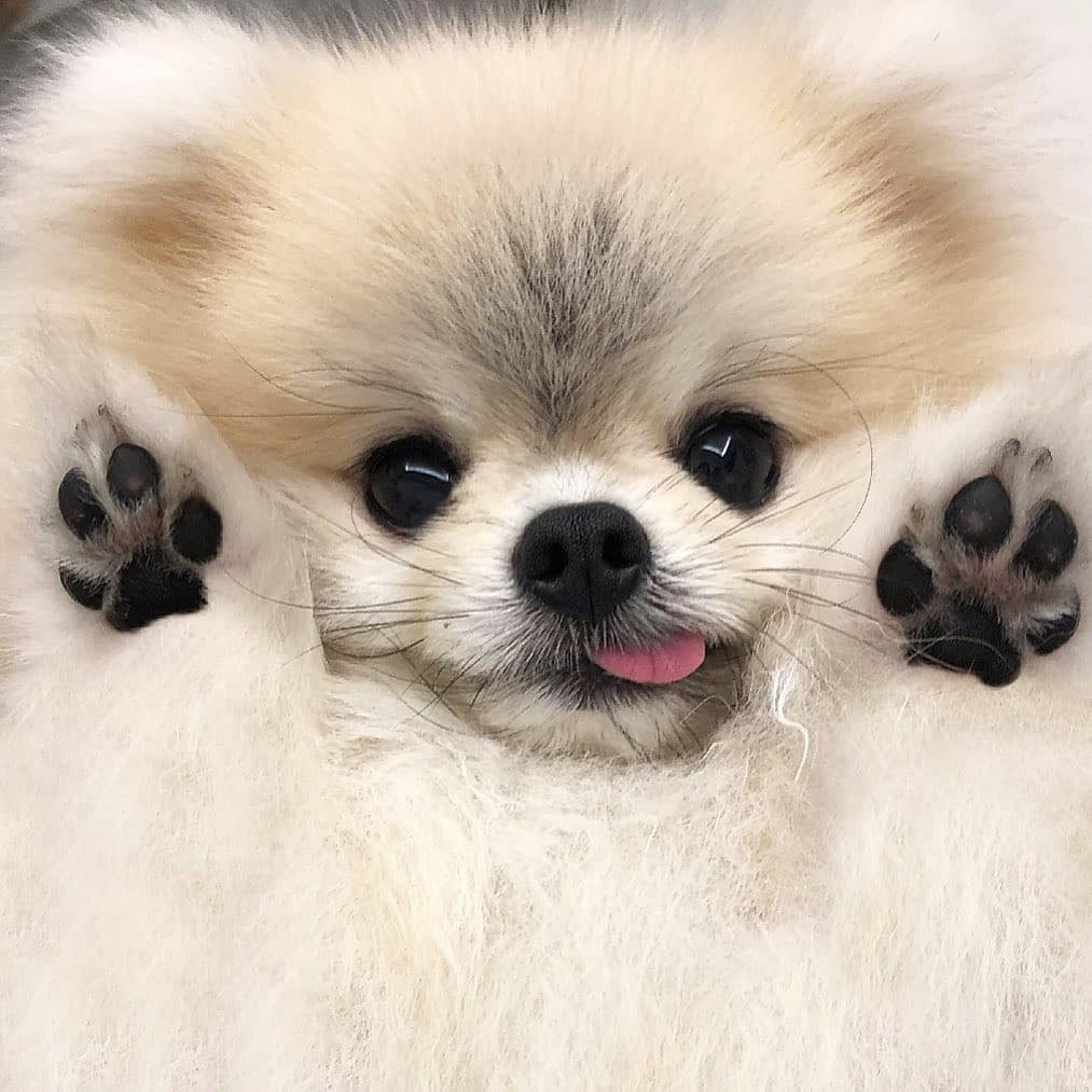 Померанский шпиц Boo