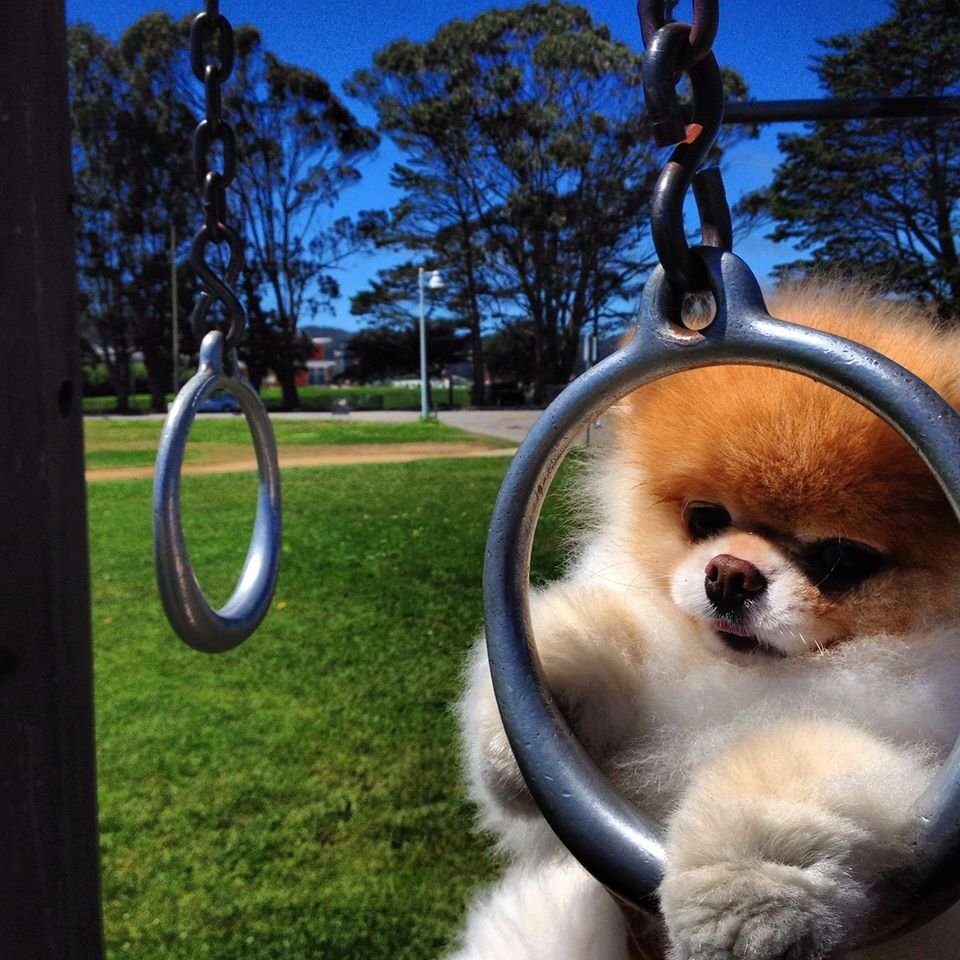 Самоедская лайка большая